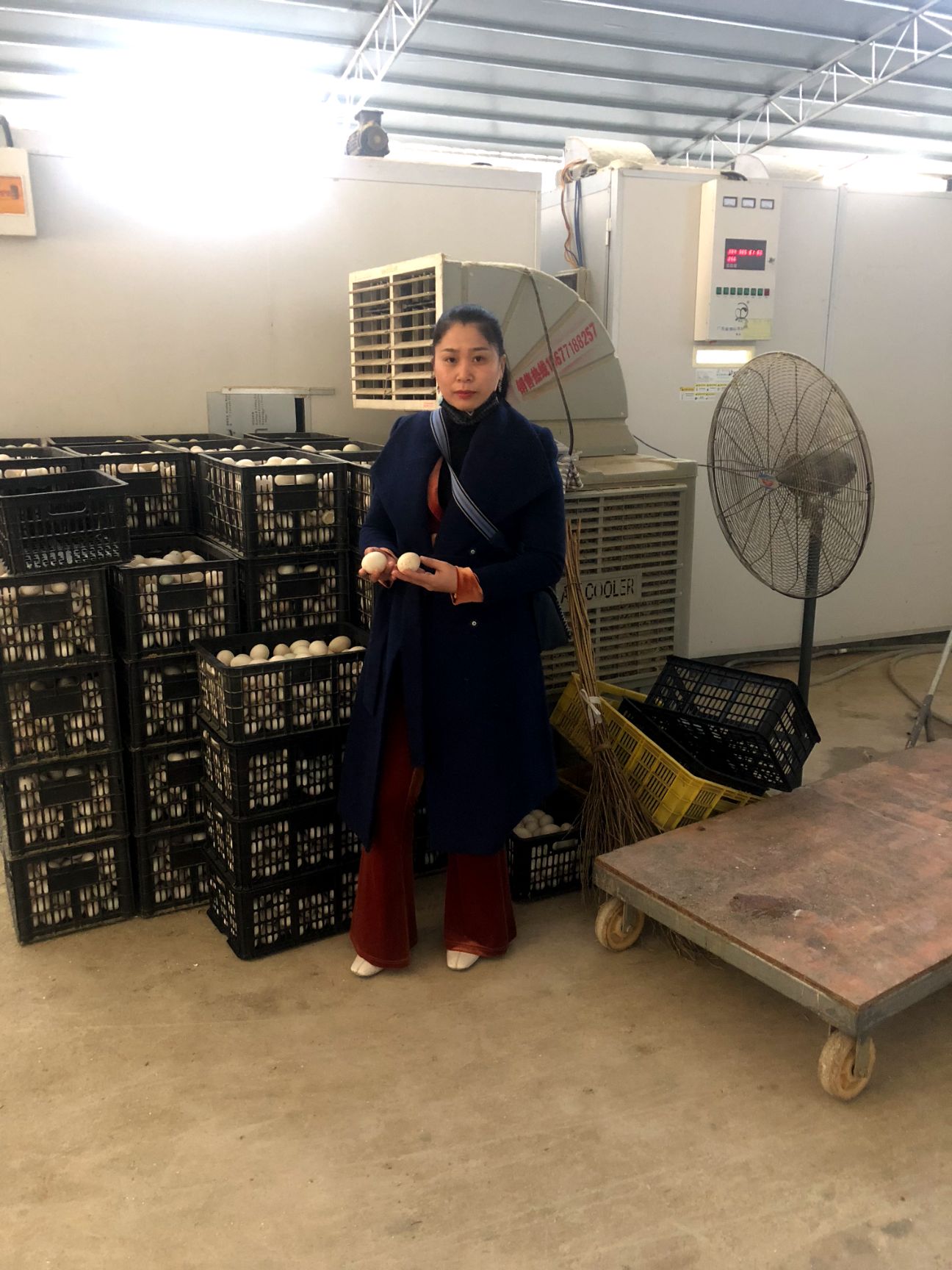 桂柳鸭苗  桂柳白鸭苗