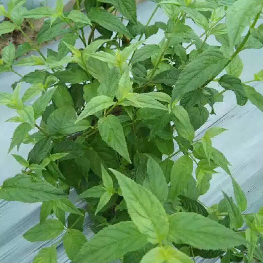 融水县红参果苗 0.5米以下