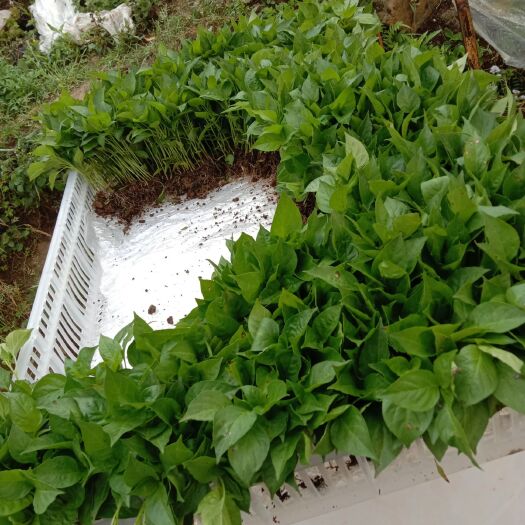 马关县白辣椒苗 小米辣苗，有需要的速度