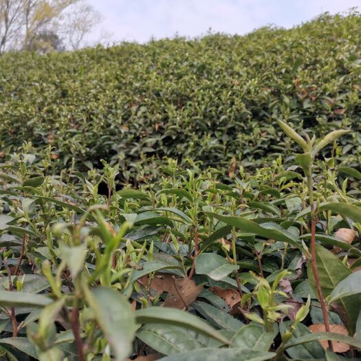 信阳信阳毛尖 新茶已上市，欢迎前来观光品茶，踏青，垂钓