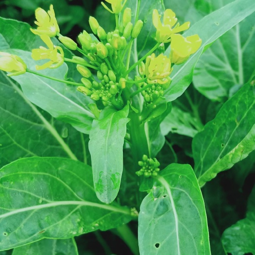 惠州尖叶菜心 长期有大量菜心供应