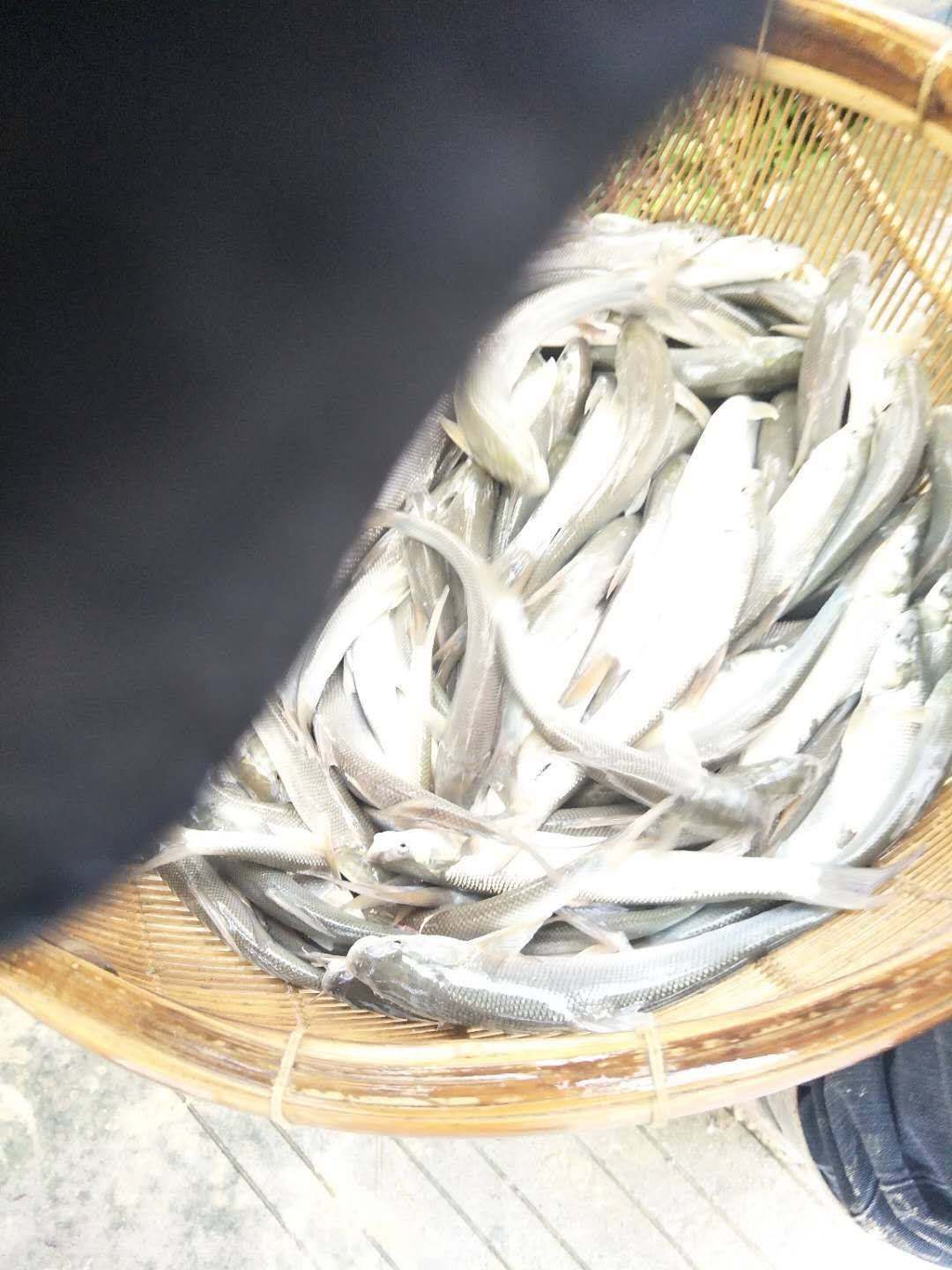 大鳞鲃银鳕鱼  保证规格整齐、无病毒、皮毛好，专用水车送货
