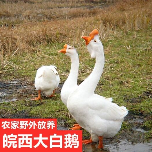 六安 正宗散养皖西大白鹅