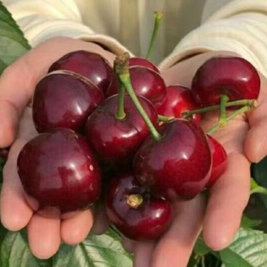 北票市俄罗斯8号樱桃苗 俄罗斯8号