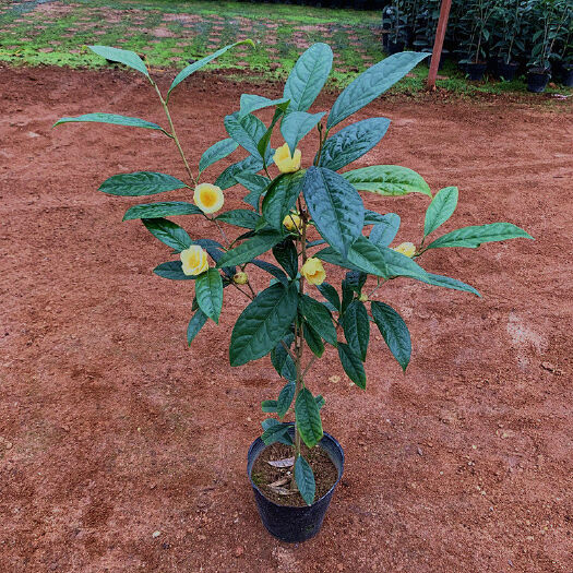 漳平市金花茶苗 金花茶树苗 金花茶盆栽 金花茶杯苗 产
地直销批发
