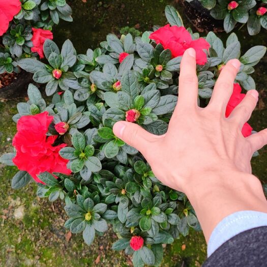 漳平市西洋杜鹃  精品杜鹃花盆栽盆景比利时杜鹃花梅红杜鹃花带花苞产