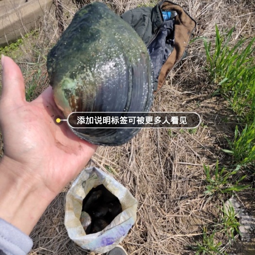 京山市 河蚌出售