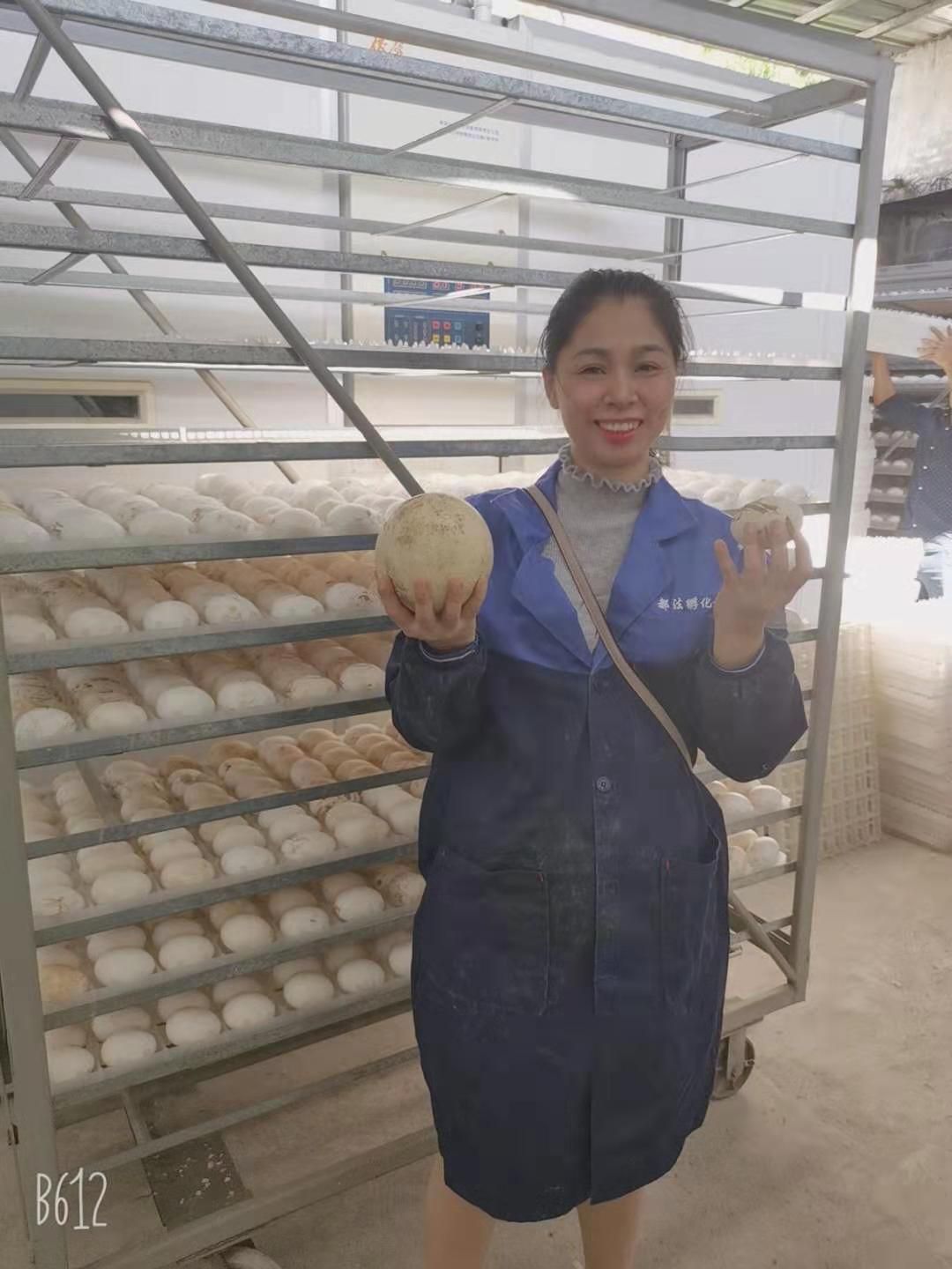 桂柳鸭苗  桂柳白鸭苗