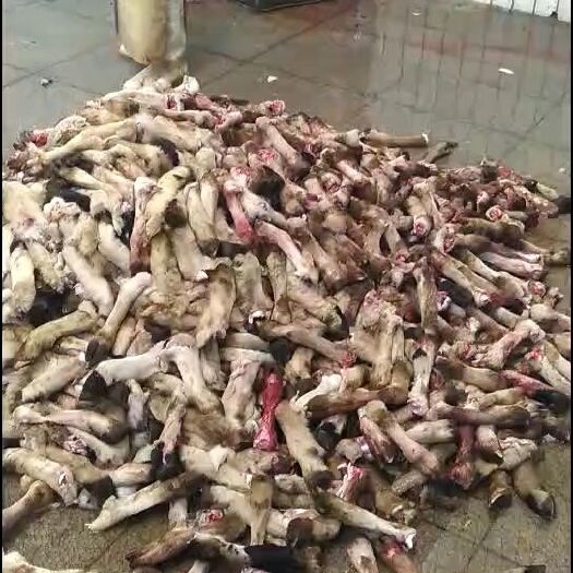 阿旗羊蹄 大量供应羊毛蹄净蹄