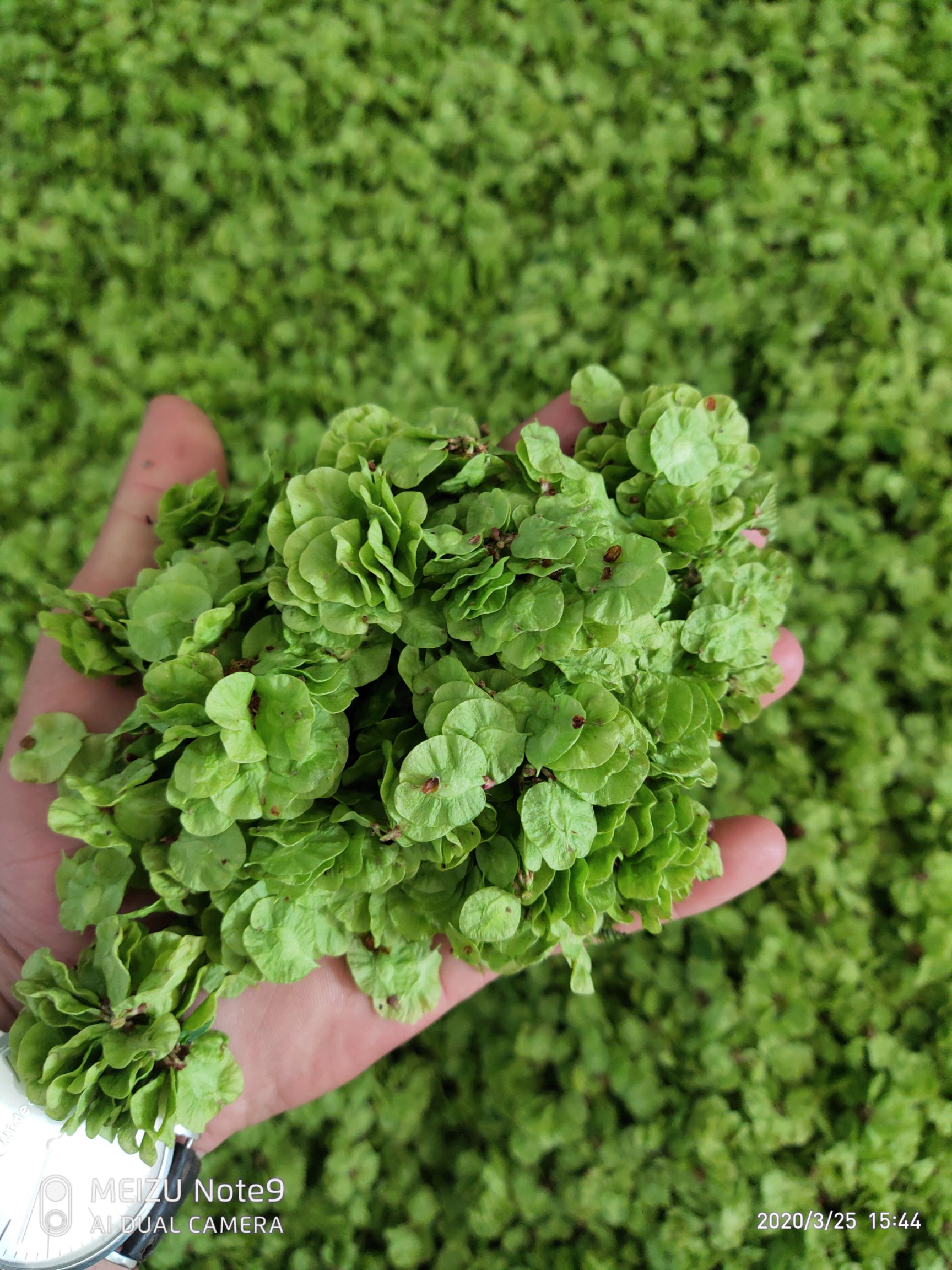 榆钱儿  新鲜当天采摘当天发货当季野菜