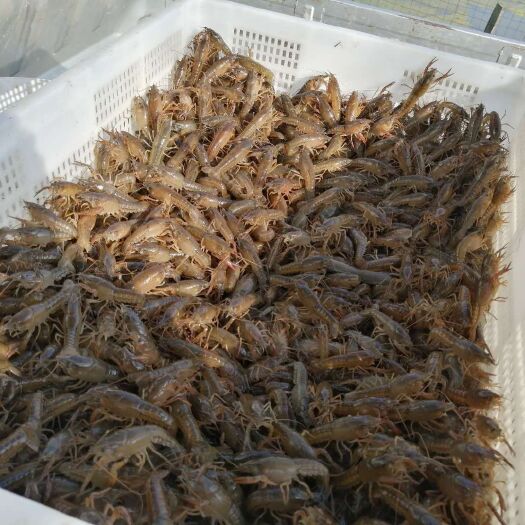 淮安 虾苗大量现货