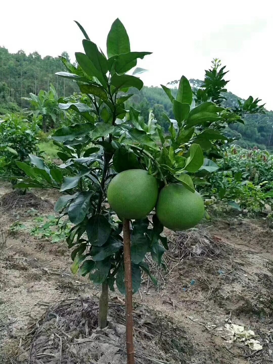 南通宏丰信息咨询的简单介绍 南通宏丰信息咨询的简单

先容
《南通宏丰房产》 信息咨询