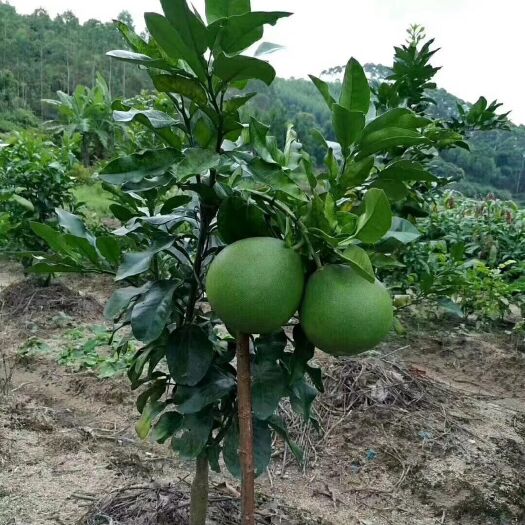 灵山县泰国红宝石柚苗 红宝石柚子苗