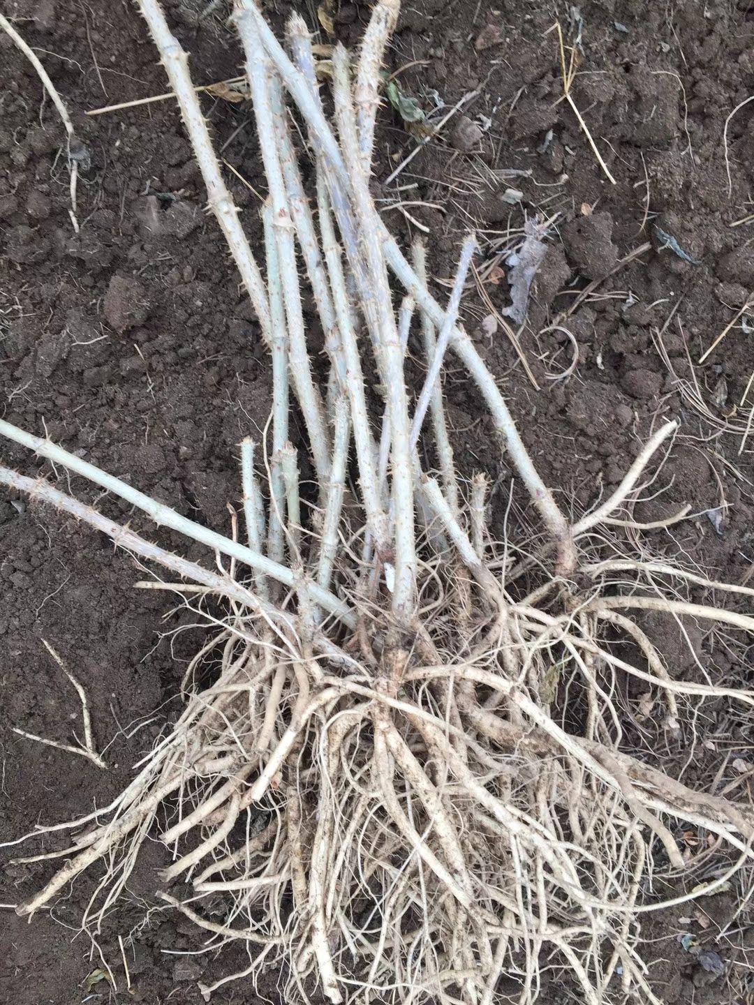 刺老芽 大量供应刺老包苗 乌龙头树苗 刺嫩芽苗 放心苗