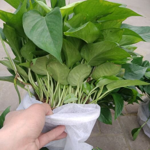 广州 绿萝基地直发