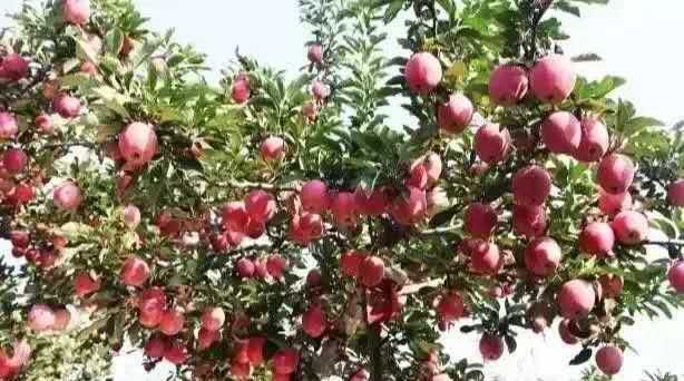  陕西富平苹果批发代收