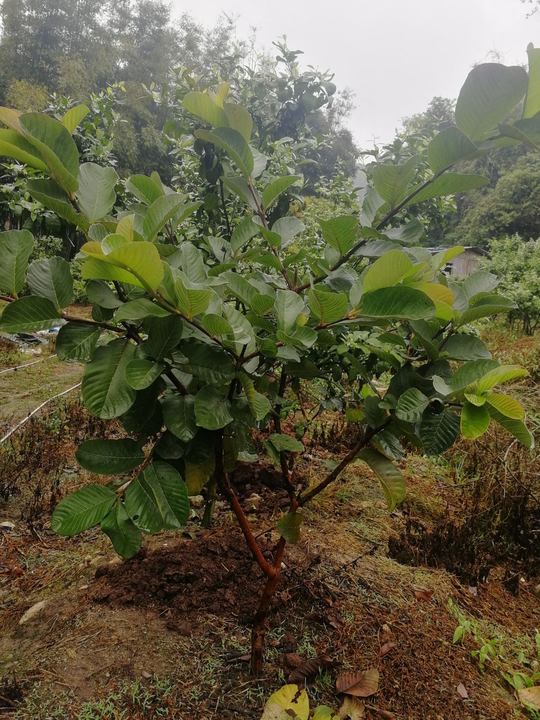 红心芭乐番石榴苗 二年结果红宝石番石榴树出售。