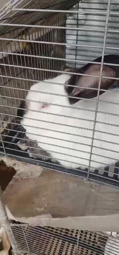 新兴县 肉兔