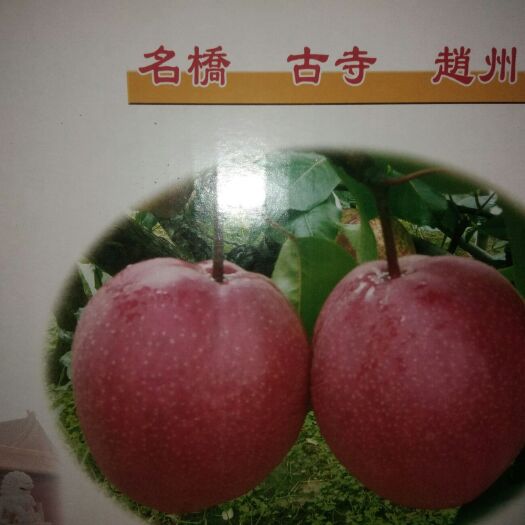 赵县状元冰糖梨  最好的梨品种