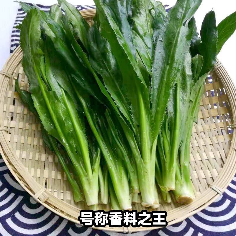  【大香菜】云南香菜新鲜老缅芫荽 半斤至9斤装傣族香料德宏大