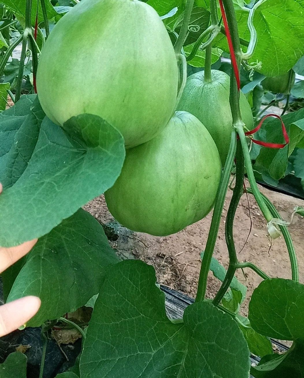 山东精品绿宝石甜瓜大量上市有货常年代收