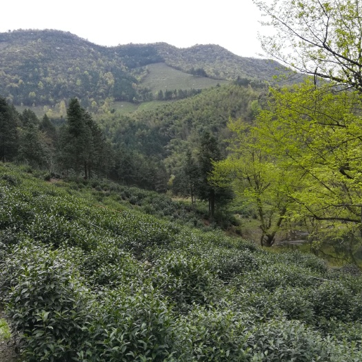 泾县竹叶青茶 泾县属于大别山区，靠近黄山脚下，高山云雾，纯绿色食品无公害