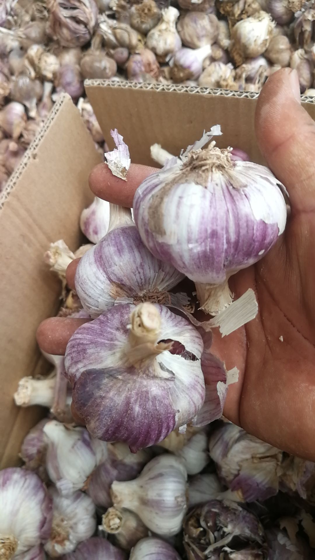 红皮蒜  红蒜新蒜大蒜干蒜  10斤起 （下单后24小时内发