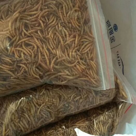 舞钢市黄粉虫虫干
