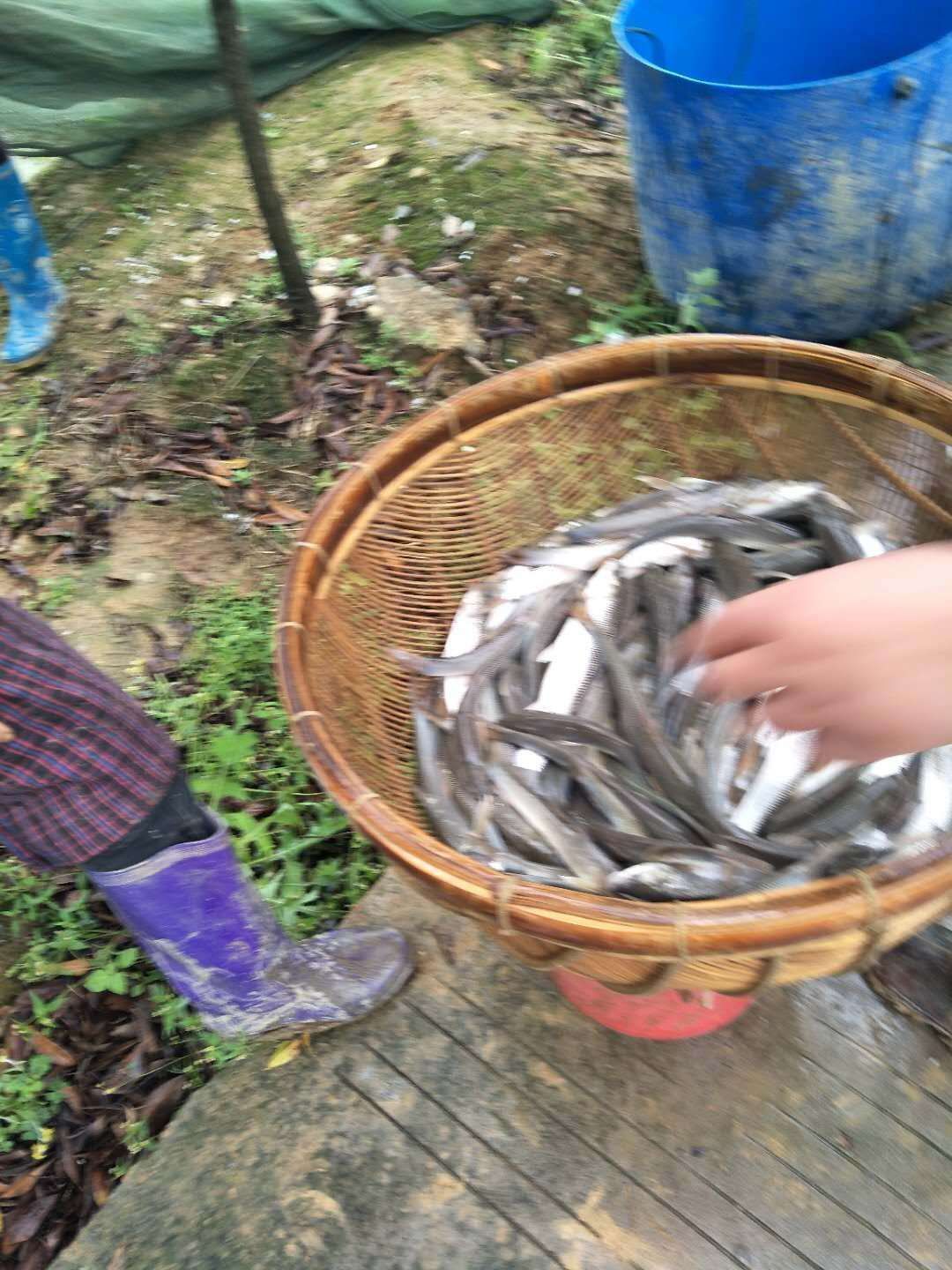 大鳞鲃银鳕鱼  保证规格整齐、无病毒、皮毛好，专用水车送货