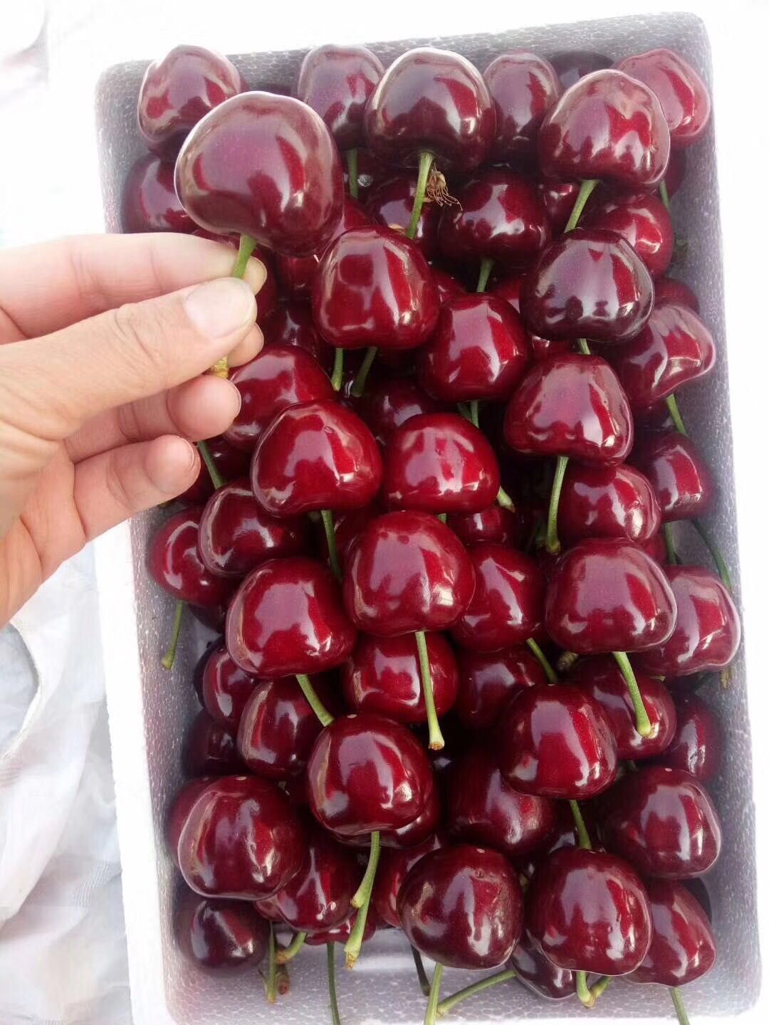  烟台大樱桃美早大樱桃一件代发
