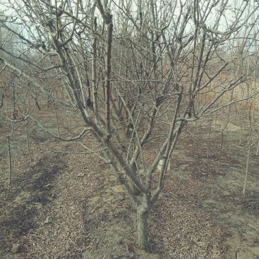 沈阳秋红李苗 自家种植李子树