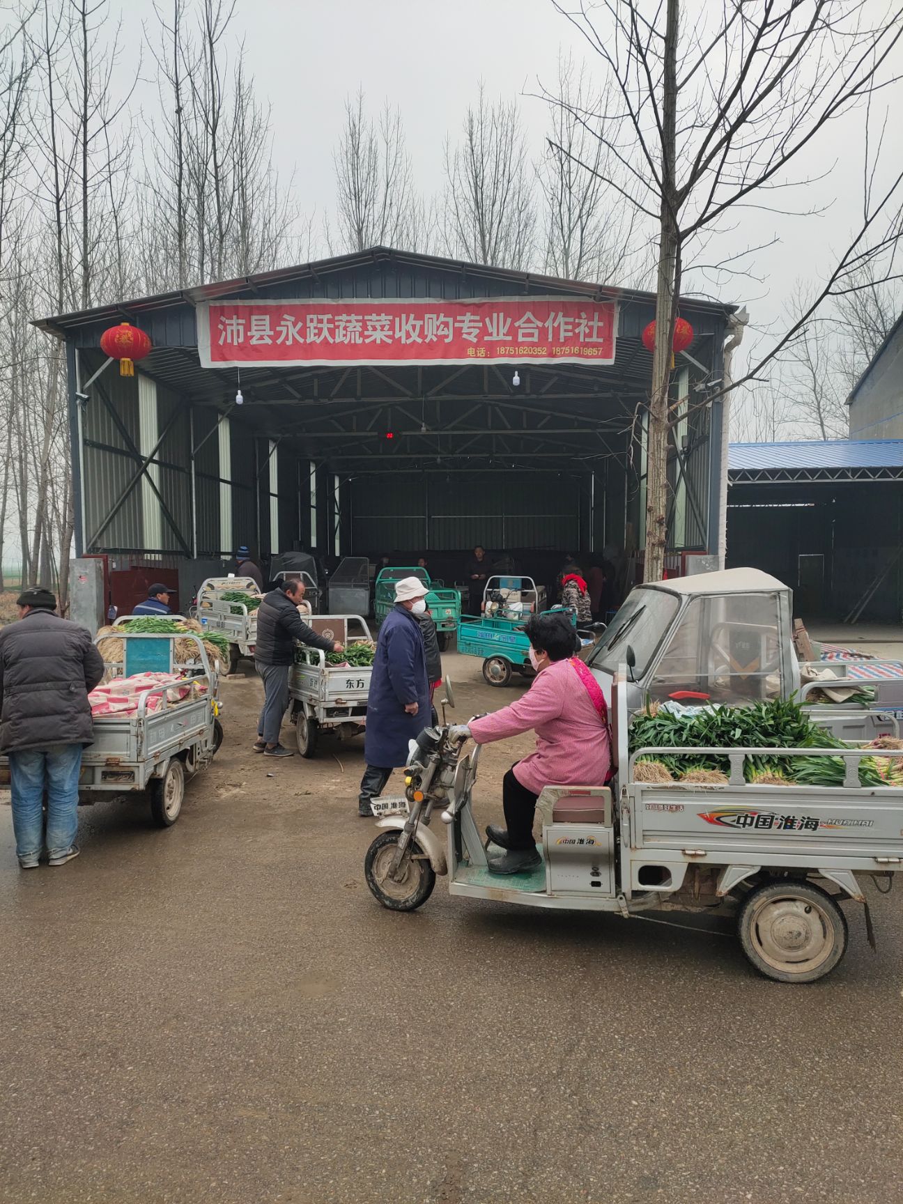 丰沛县陆地红根蒜苗大量供应中！