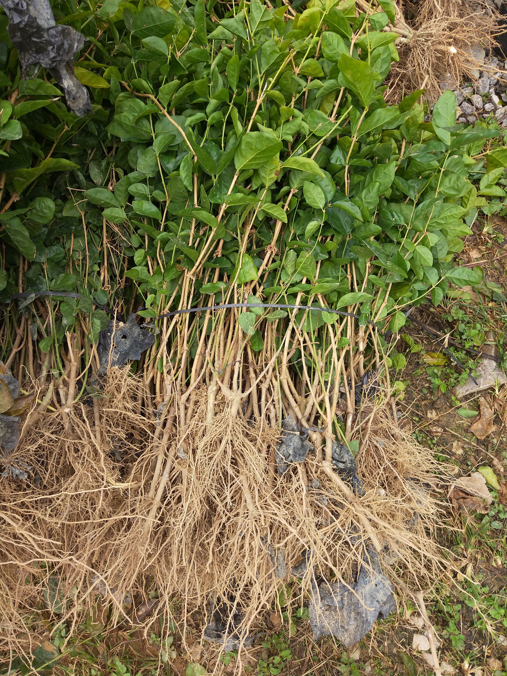  优惠茉莉花苗1到4年苗