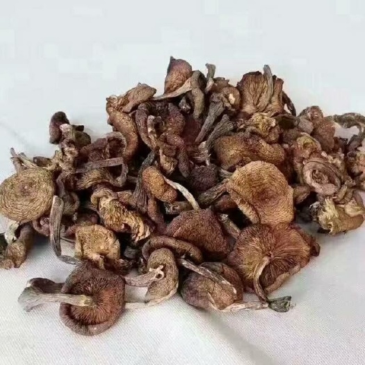 丹东蘑菇 榛蘑