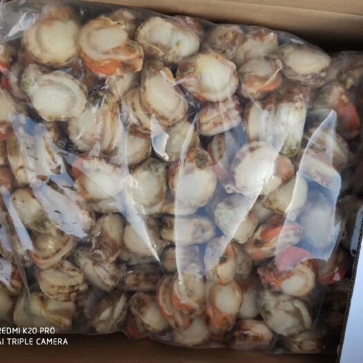 济南黄金贝   北城扇贝肉 肉质好