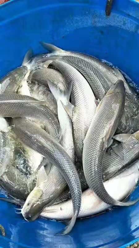 大鳞鲃银鳕鱼  保证规格整齐、无病毒、皮毛好，专用水车送货