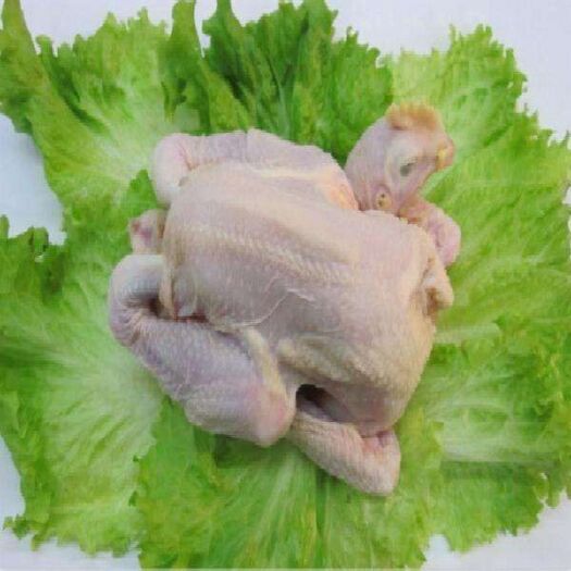临沭县 量大从优白条鸡