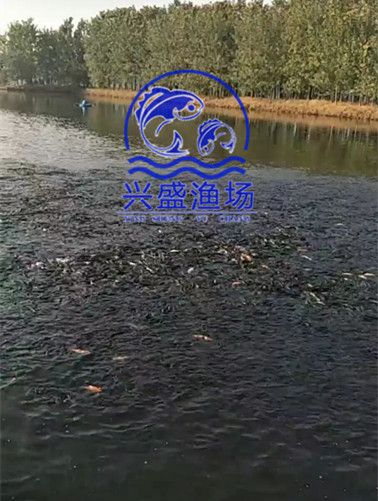 批发北京大鲤鱼