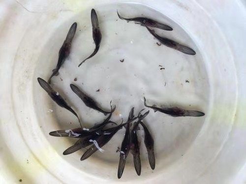 眉山鸭嘴鱼苗  鱼苗大小规格都有，保证规格整齐，无病毒，皮毛好，