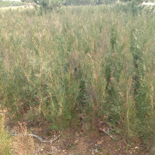 莒南县圆枝侧柏  侧柏\侧柏苗\侧柏批发\侧柏小苗\侧柏价格\山东