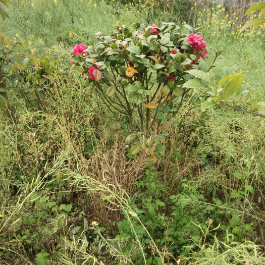 南县 茶花