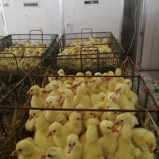原阳县 常年孵化出售三花、皖西、皖浦大品种鹅苗