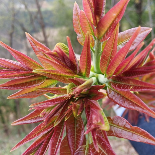 红油香椿  香椿芽