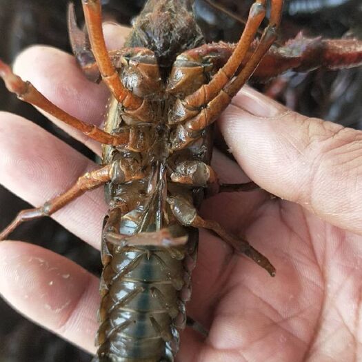 岳阳 人工养殖淡水小龙虾