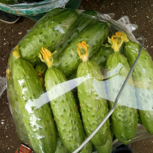 绥中县 精品旱黄瓜水果黄瓜