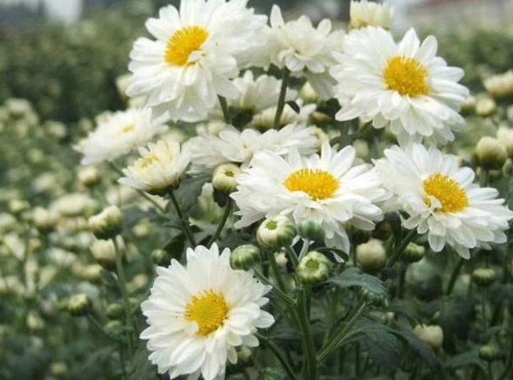 北京菊、杭白菊苗  苏北菊花苗、亳菊苗大量上市，欢迎咨询考