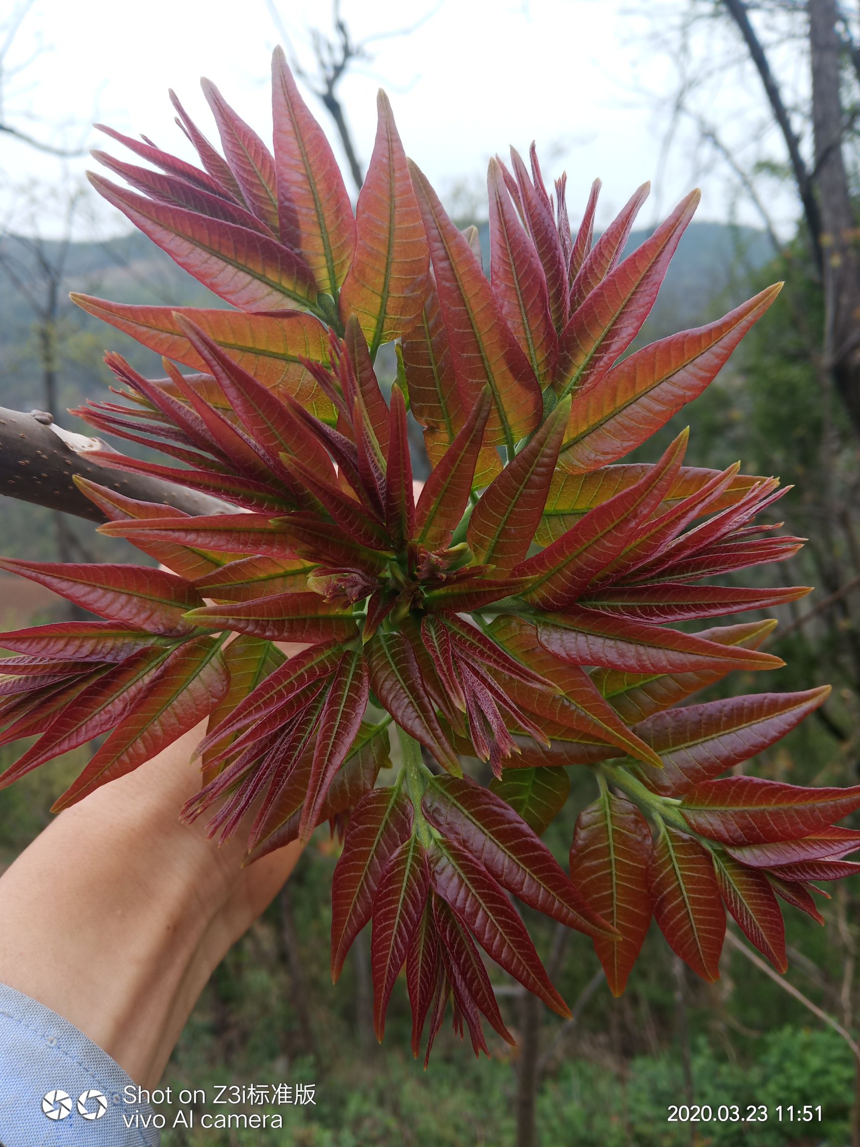 红油香椿种子