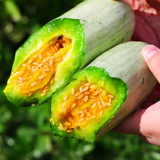 莘县羊角蜜甜瓜  山东5斤包邮。博洋61新鲜采摘现发。净重约4.5斤