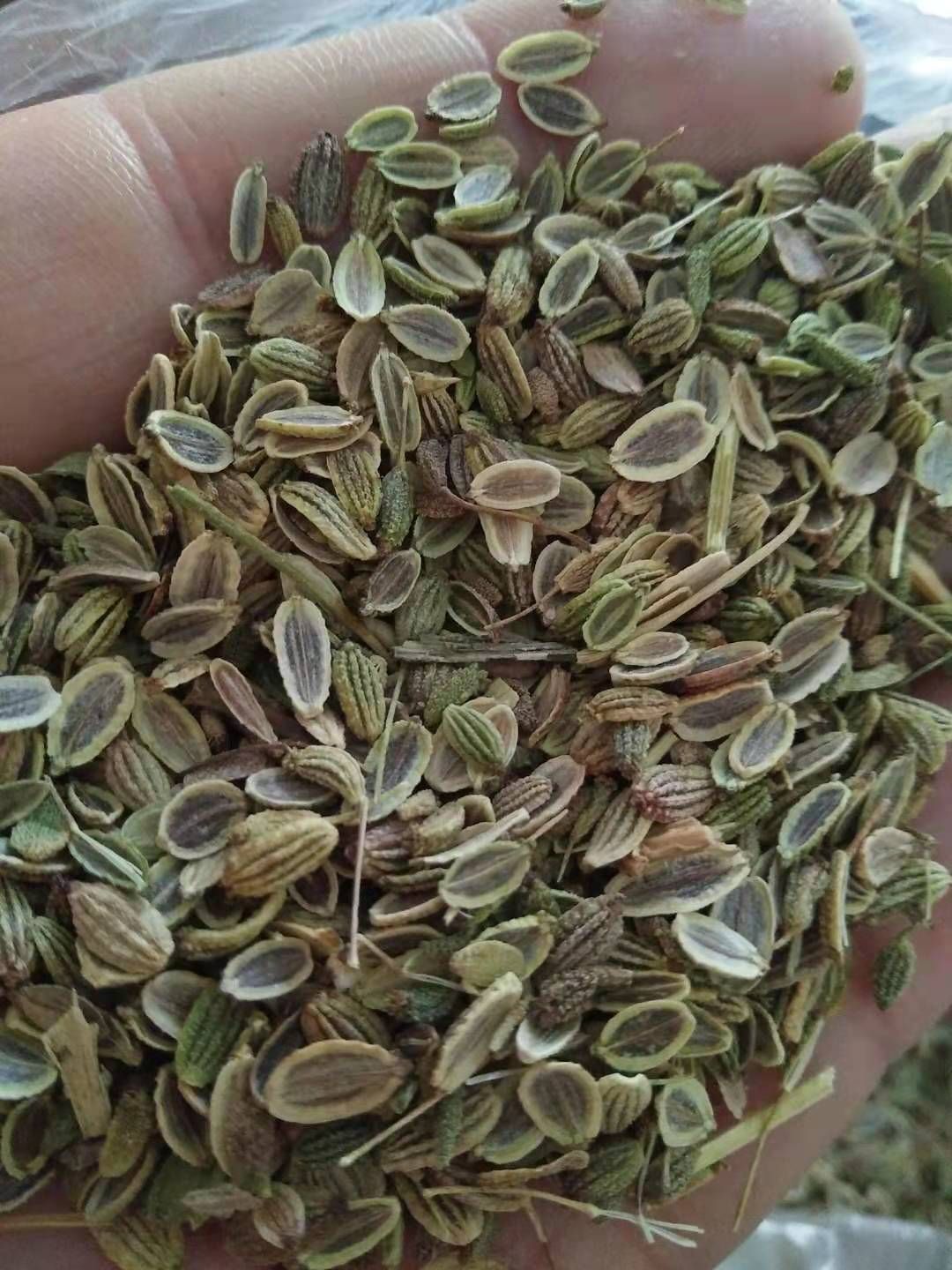防风种子  防风秧苗  防风籽 批发零售 包芽率包邮