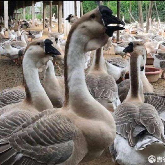 昆明狮头鹅苗 汕头狮头鹅  毛色艳丽  疫苗齐全  基地直供